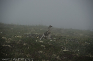 A ptarmigan stands quietly in the misty tundra.