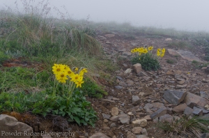 Alpine Arnica form into yellow beacons, seemingly marking the way ahead.